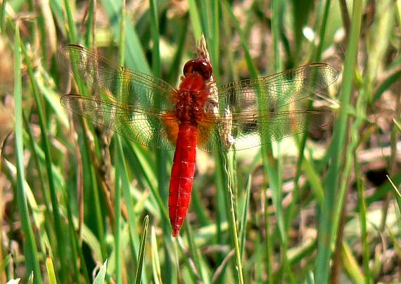 vážka červená - samček Sympetrum sanguineum