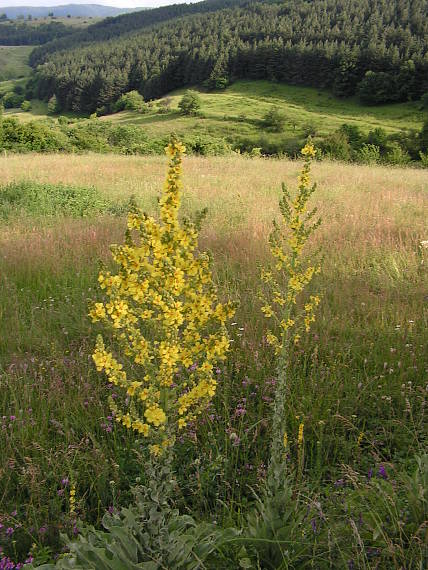 plana planina, BG