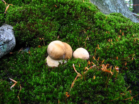 hríb dubový  Boletus reticulatus Schaeff.