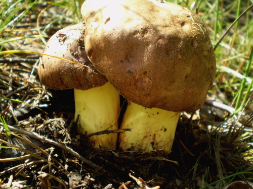 hríb príveskatý Butyriboletus appendiculatus (Schaeff. ex Fr.) Secr.