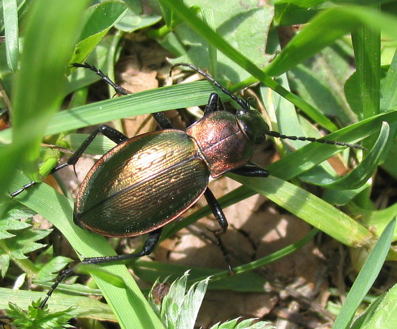 bystruška Carabus monilis