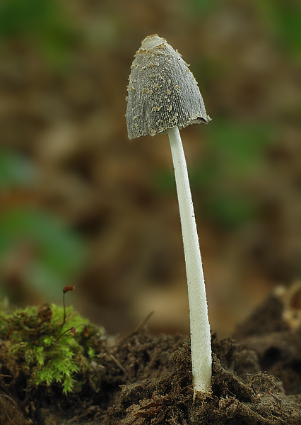 hnojník Coprinus sp.