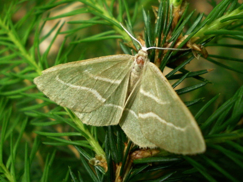 listnatka smreková Hylaea fasciaria