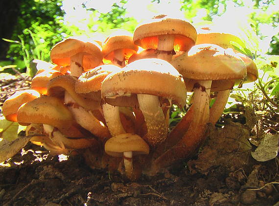 šupinačka menlivá Kuehneromyces mutabilis (Schaeff.) Singer & A.H. Sm.