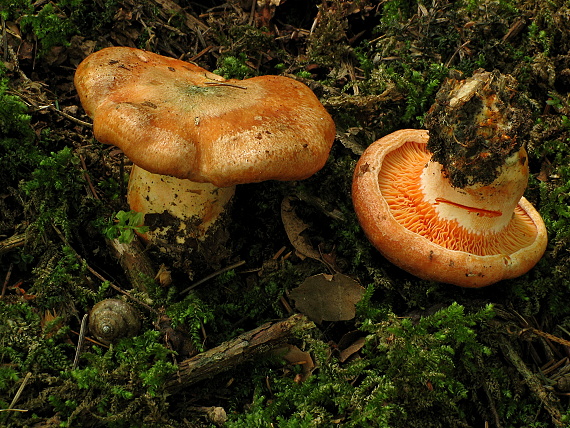 rýdzik Lactarius