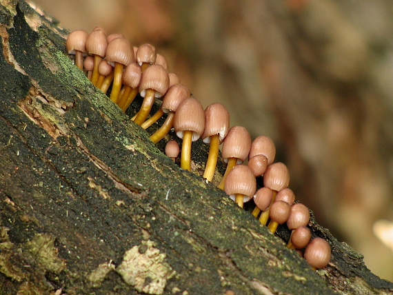 prilbička žltohlúbiková Mycena renati Quél.