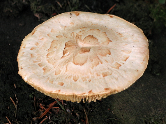 húževnatec šupinatý Neolentinus lepideus (Fr.) Redhead & Ginns