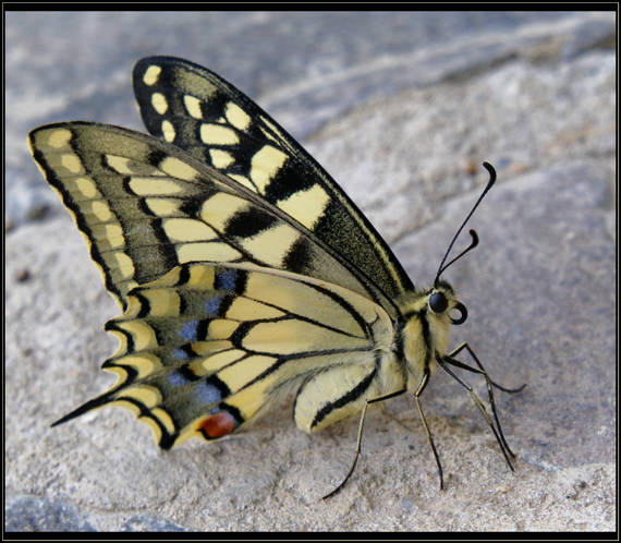 vidlochvost feniklový Papilio machaon