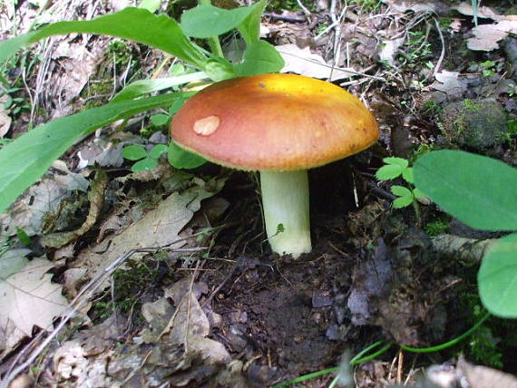 plávka zlatožltá Russula aurea Pers.