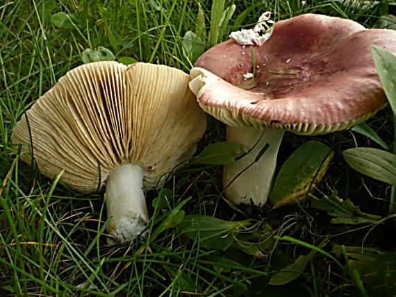 plávka Russula sp.