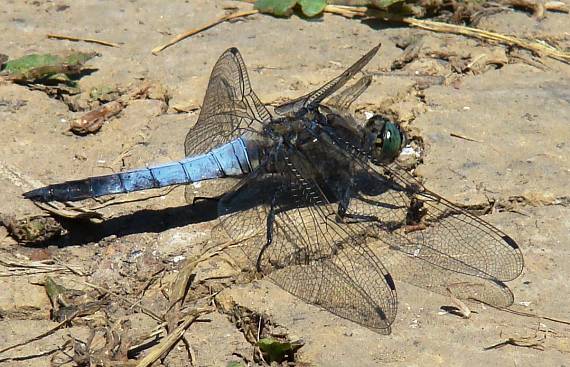 vážka rybničná (Orthetrum cancellatum)