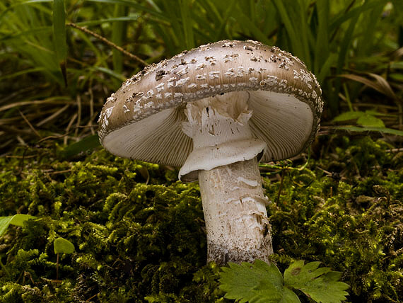 muchotrávka hrubá Amanita excelsa (Fr.) Bertill.