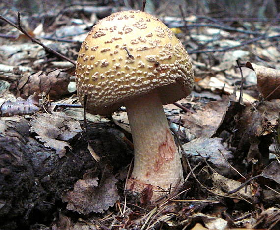 muchotrávka červenkastá Amanita rubescens Pers.