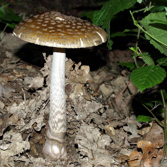 muchotrávka Amanita sp.