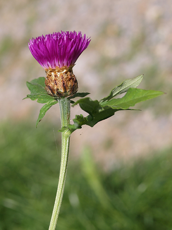 kvet Asteraceae