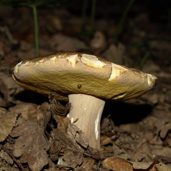 hríb dubový Boletus reticulatus Schaeff.