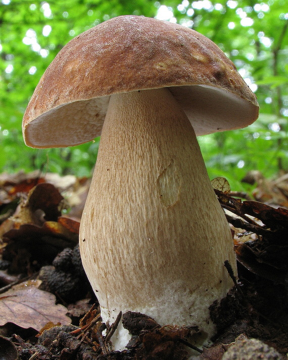 hríb dubový Boletus reticulatus Schaeff.