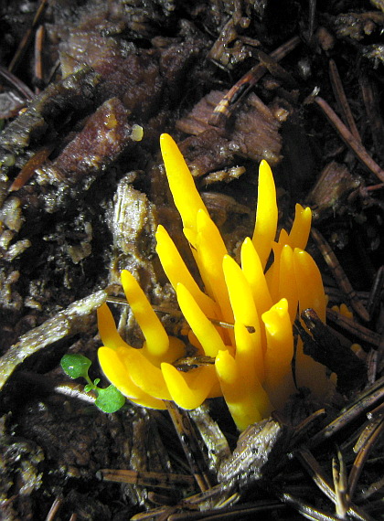 parôžkovec malý Calocera cornea (Fr.) Loud.