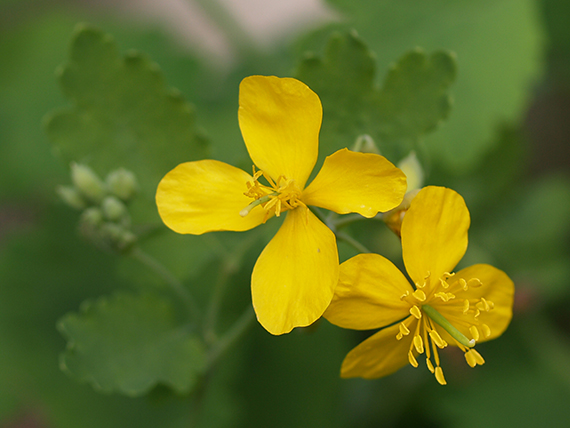 lastovičník väčší Chelidonium majus L.