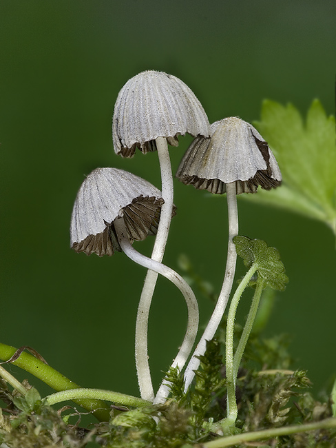 hnojník rozsiaty Coprinellus disseminatus (Pers.) J.E. Lange