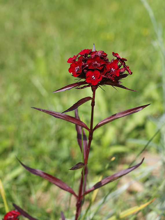 klinček  Dianthus sp.