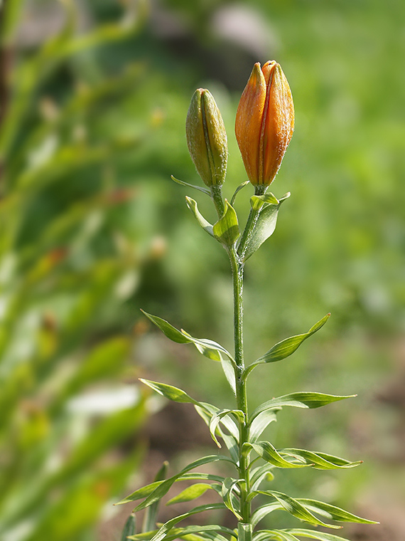 ľalia cibuľkonosná Lilium bulbiferum  L.