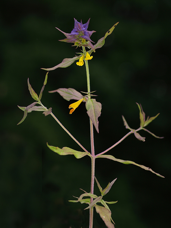 čermeľ hájny Melampyrum nemorosum L.