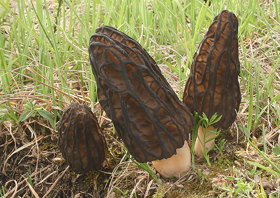 smrčok vysoký Morchella elata Fr.