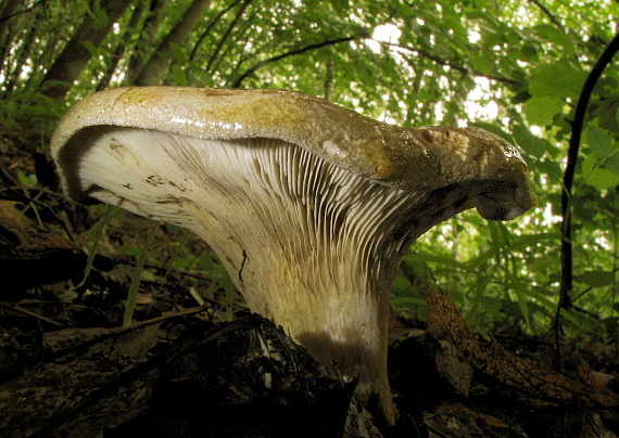 čechračka podvinutá Paxillus involutus (Batsch) Fr.