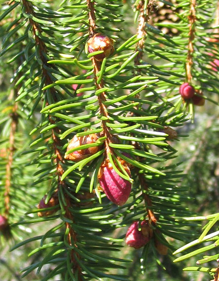 smrek obyčajný Picea abies (L.) H. Karst.