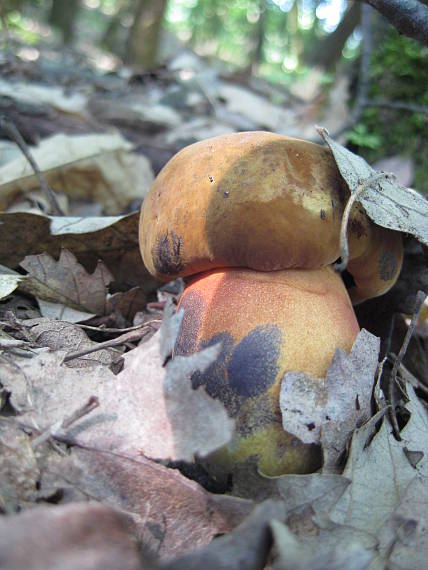 hríb zrnitohlúbikový Sutorius luridiformis (Rostk.) G. Wu & Zhu L. Yang