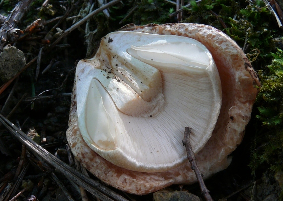 pošvovec stromový Volvariella bombycina (Schaeff.) Singer