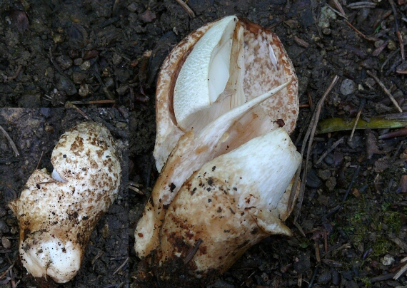 pošvovec stromový  Volvariella bombycina (Schaeff.) Singer