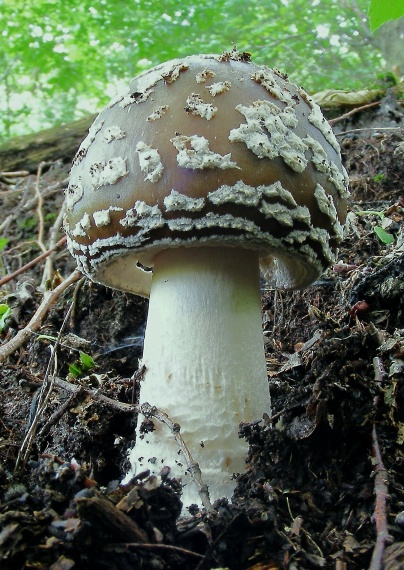 muchotrávka hrubá Amanita excelsa (Fr.) Bertill.