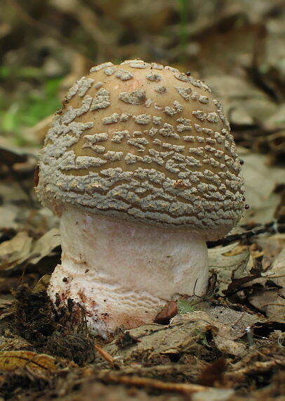 muchotrávka červenkastá Amanita rubescens Pers.