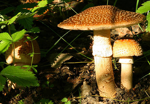 muchotrávka červenkastá Amanita rubescens Pers.