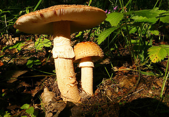 muchotrávka červenkastá Amanita rubescens Pers.