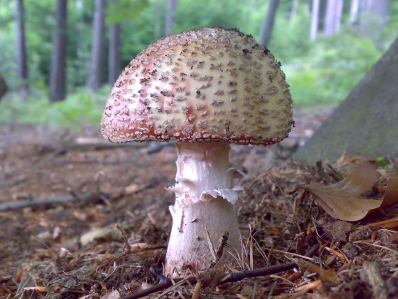 muchotrávka červenkastá Amanita rubescens Pers.