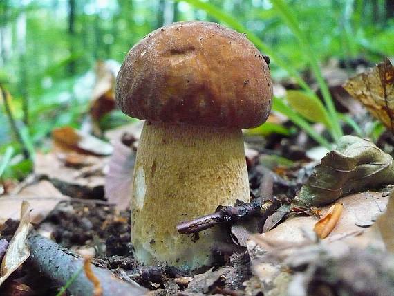 hríb dubový Boletus reticulatus Schaeff.