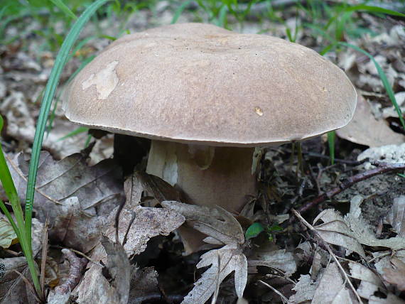 hríb dubový Boletus reticulatus Schaeff.