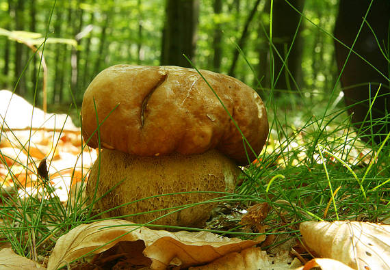 hríb dubový Boletus reticulatus Schaeff.