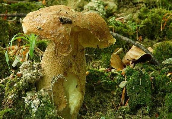 hríb dubový Boletus reticulatus Schaeff.