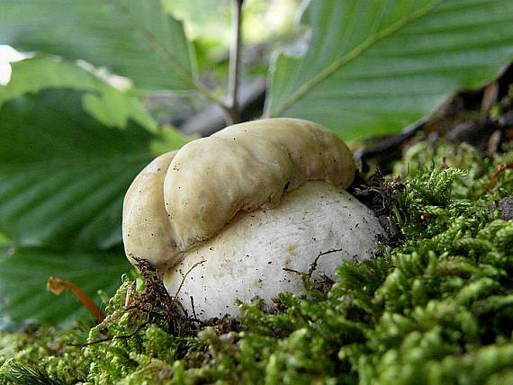 hríb dubový Boletus reticulatus Schaeff.