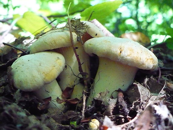 kuriatko jedlé Cantharellus cibarius Fr.