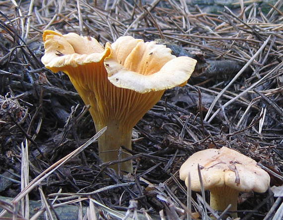 kuriatko jedlé Cantharellus cibarius Fr.