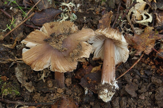 vláknica Inocybe sp.