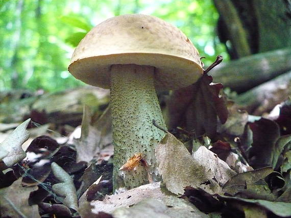 kOZÁK HRABOVÝ Leccinum pseudoscabrum (Kallenb.) Šutara