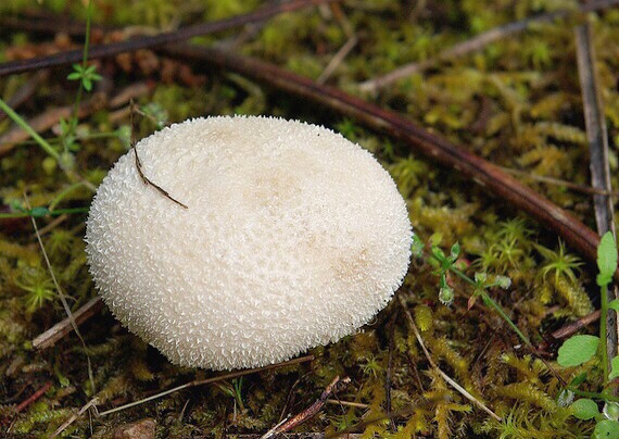 prášnica Lycoperdon sp.