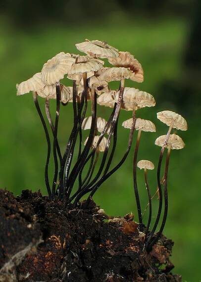 tanečnica Marasmius sp.