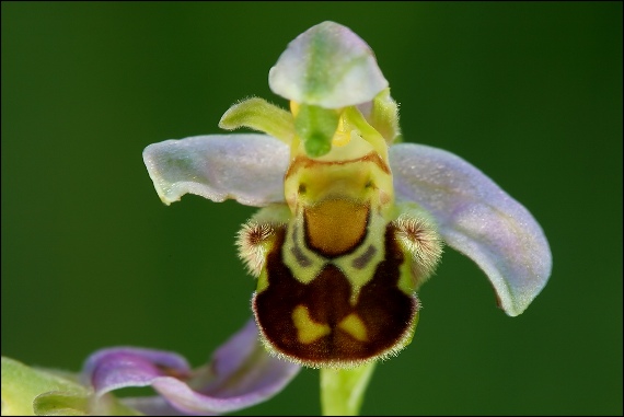 hmyzovník včelovitý  Ophrys apifera Huds.